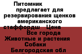Питомник KURAT GRAD предлагает для резервирования щенков американского стаффордш › Цена ­ 25 000 - Все города Животные и растения » Собаки   . Белгородская обл.,Валуйский р-н